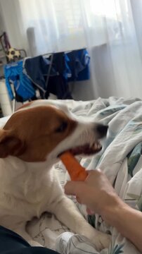 The small Jack Russell dog is gnawing on a fresh carrot.