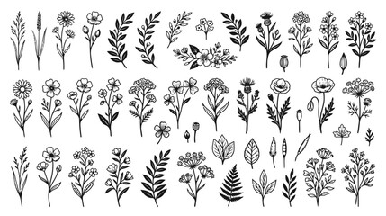 Fototapeta premium Hand-drawn botanical illustration collection, wild flora and herbs