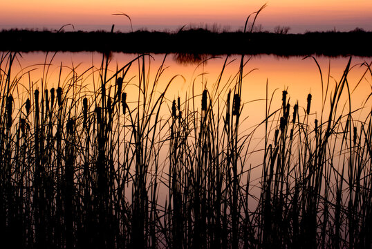 Cattail silhouettes at sunset on an Indiana Forest pond