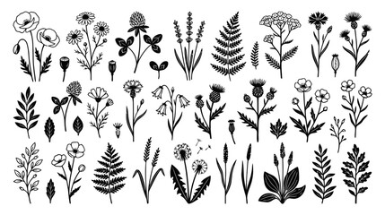 Fototapeta premium Elegant Wildflower Botanical Illustration Set - Black and White Line Art