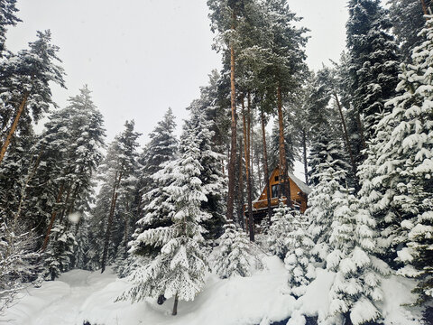 Snow-covered cabin among pine trees in winter forest