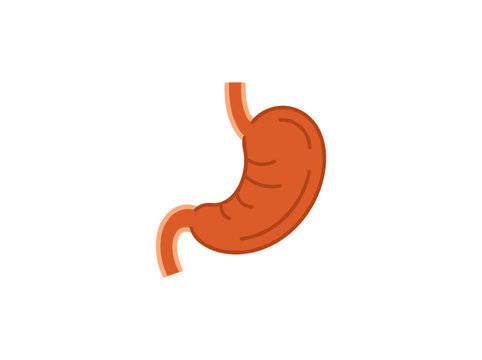 Human stomach anatomy illustration isolated on white background