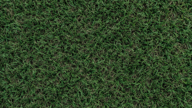 Close up top down view of lush green grass lawn turf background with golf course sports field fresh grass vegetation landscape backdrop overhead environment