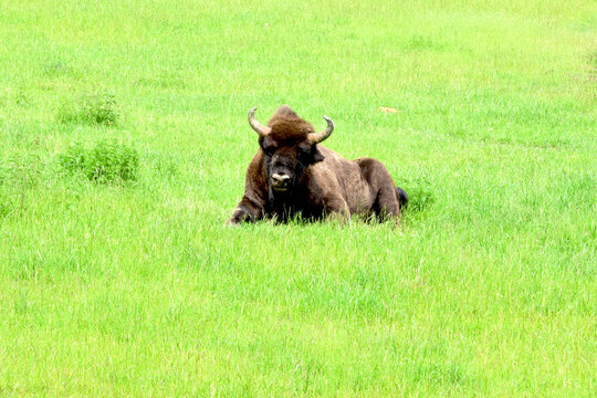 Wildlife. A large, powerful bison lies in the grass.