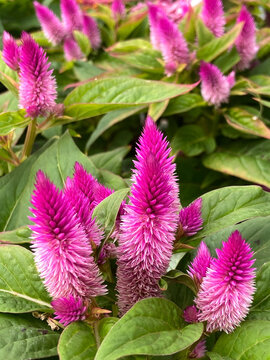 Celosia argentea plumosa or plumed cockscomb or silver cock's comb with purple flowers in the garden close up.
