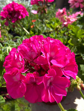 Pink geranium flowers in a spring garden close up. Blooming Pelargonium hybridum. Ornamental plants concept.