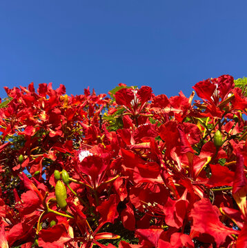 Red Flamboyant tree flowers also known as Royal Poinciana, Delonix regia, Flame tree, Phoenix flower against blue sky. Floral background.