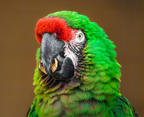 Mexican military macaw © svobodacontributor