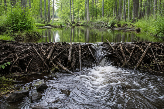 Beaver dam construction across a forest stream with flowing water.