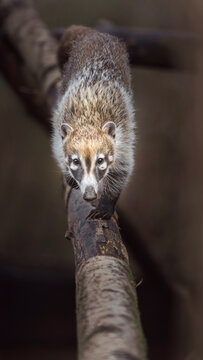 South American coati