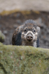 Fototapeta premium Visayan warty pig