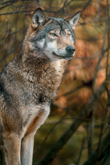 Fototapeta premium Grey Wolf