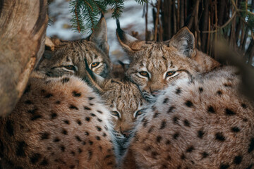 Eurasian lynx © svobodacontributor