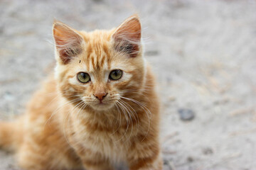 Naklejka premium Ginger kitten. Fluffy orange tabby kitten sitting outdoors and looking directly at the camera, with expressive green eyes, long whiskers, and soft fur. Young animal. Curious kitty 
