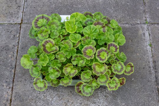 Geranium Plug Plants in Seed Tray on Concrete Patio