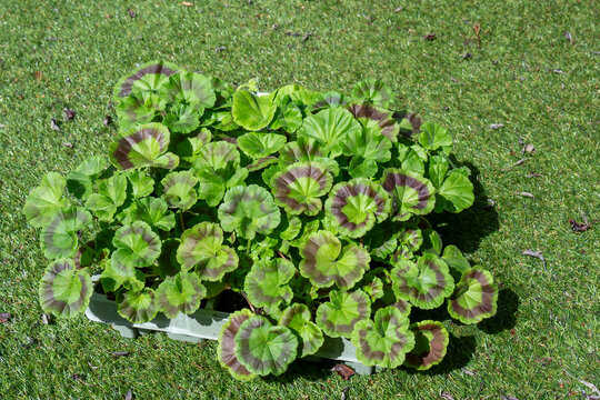 Geranium Plug Plants in Seed Tray on Green Grass