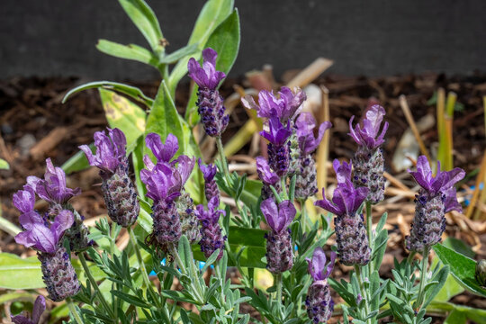 Spanish Lavender Lavandula Stoechas Blooming in Garden