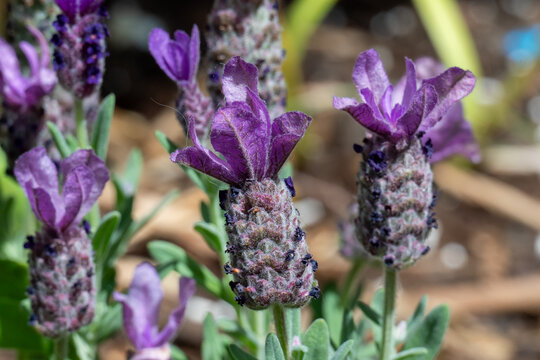 Macro Close Up Spanish Lavender Lavandula Stoechas Flowers