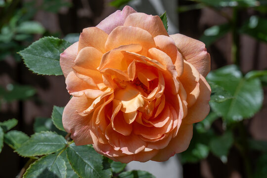 Peach Orange English Rose Flower in Full Bloom