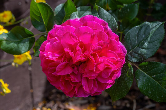 Magenta Pink English Rose Flower in Full Bloom