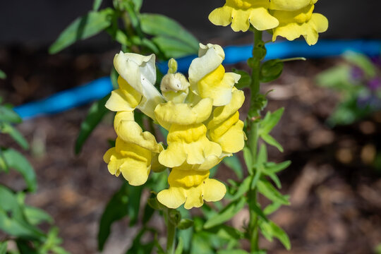 Close Up Yellow Snapdragon Antirrhinum Flower Spike
