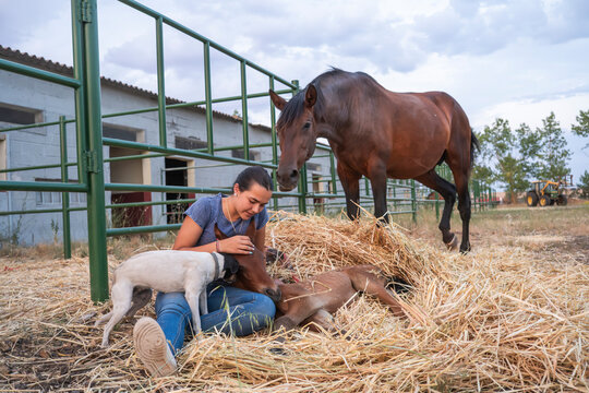 Girl care for newborn foal with horse and dog at stable