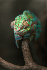 Panther chameleon © svobodacontributor