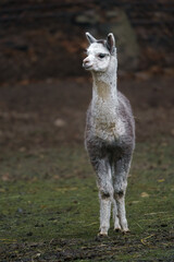 Alpaca © svobodacontributor