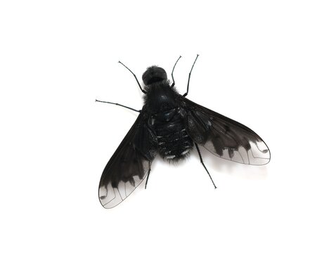 Black March Fly Anthrax anthrax Isolated on White Background