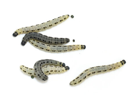 Bird Cherry Ermine Moth Caterpillars Yponomeuta evonymella Showing Color Variation Isolated on White Background