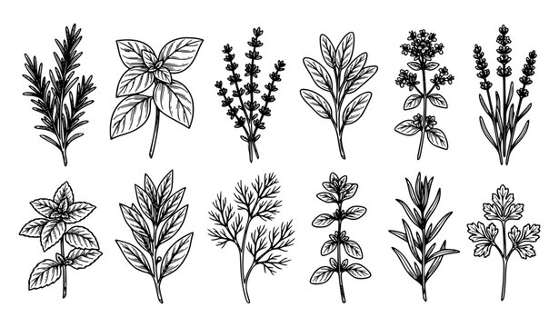 Mediterranean culinary herb and aromatic plant botanical vector collection