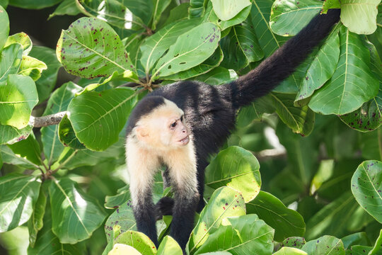 White-faced capuchin monkey in Costa Rica rainforest