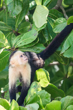 White-faced capuchin monkey in Costa rican rainforest