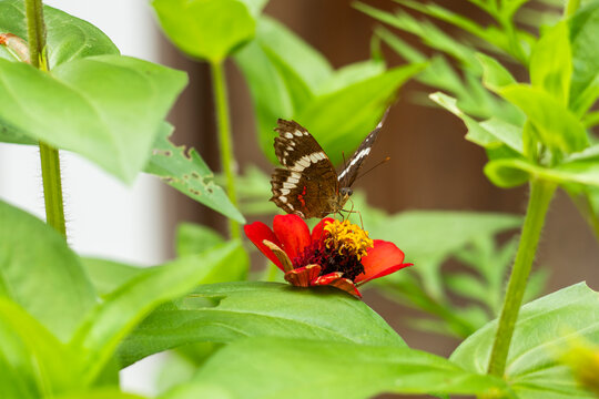 Banded peacock butterfly on red tropical flower in Costa Rica
