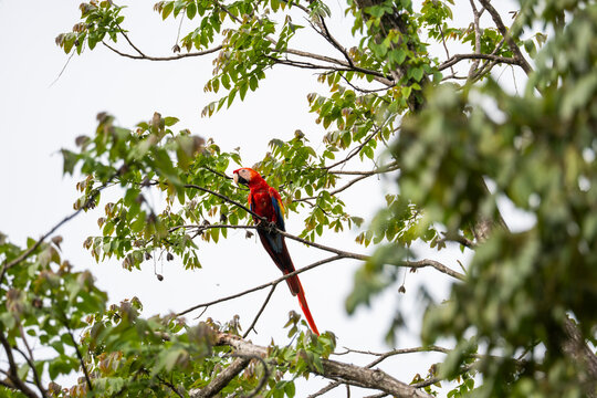 Scarlet macaw perched in tropical forest canopy, Costa Rica