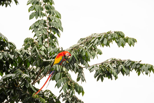 Scarlet macaw perched in tropical rainforest canopy Costa Rica