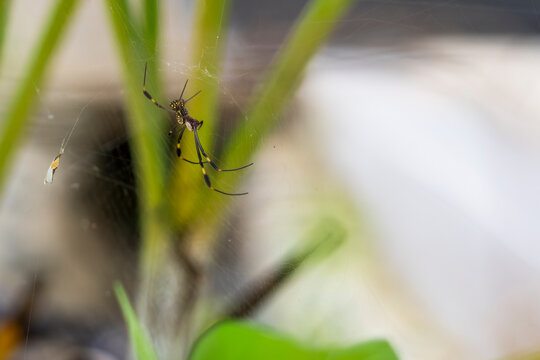 Tropical orb-weaver spider on web in Costa Rica