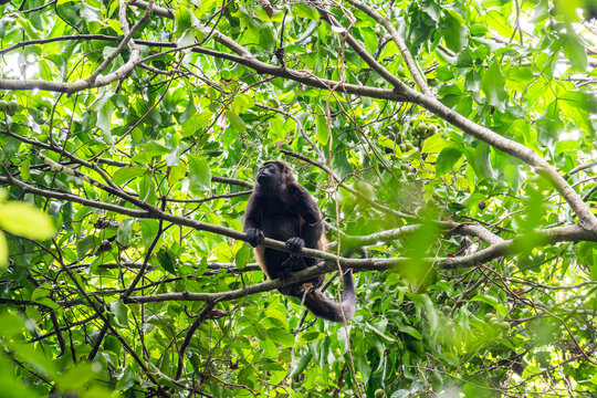 Mantled howler monkey perched in Costa Rican rainforest