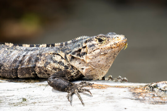 Wild tropical iguana resting in Costa Rica