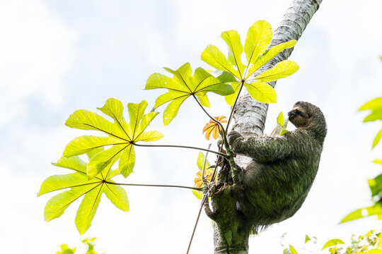 Brown-throated three-toed sloth climbing tropical tree