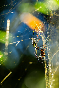 Tropical spider on web in Costa Rica rainforest