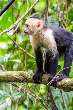 White-faced capuchin monkey in Costa Rica rainforest