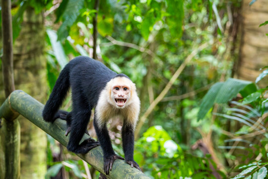 Wild white-faced capuchin monkey in Costa Rica rainforest