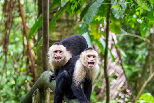 White-faced capuchin monkeys in Costa rican rainforest