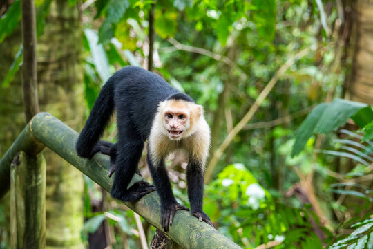 White-faced capuchin monkey in Costa Rica rainforest