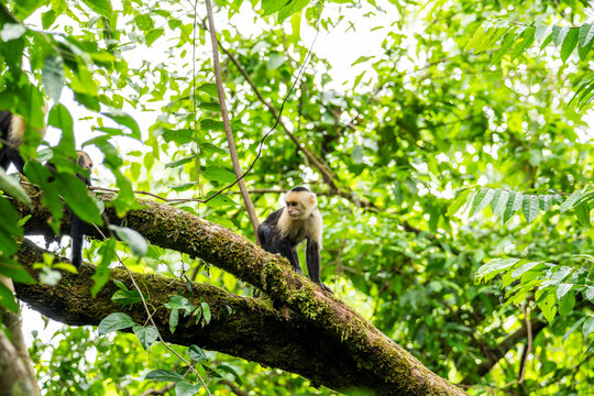 Wild capuchin monkey on mossy tree in Costa Rica