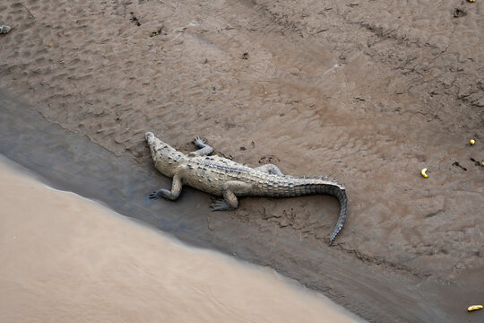 American crocodile resting on muddy riverbank in Costa Rica