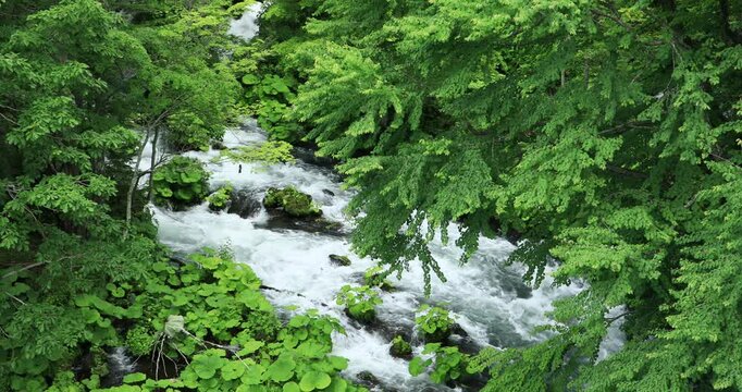 阿寒川の清流