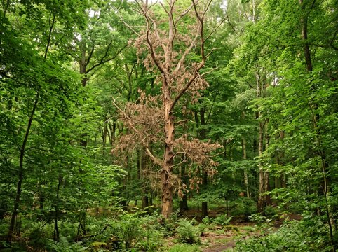 One Dying Brown Tree Among Lush Green Forest