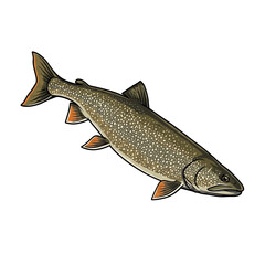 Naklejka premium Lake trout fish fishing vector illustration logo